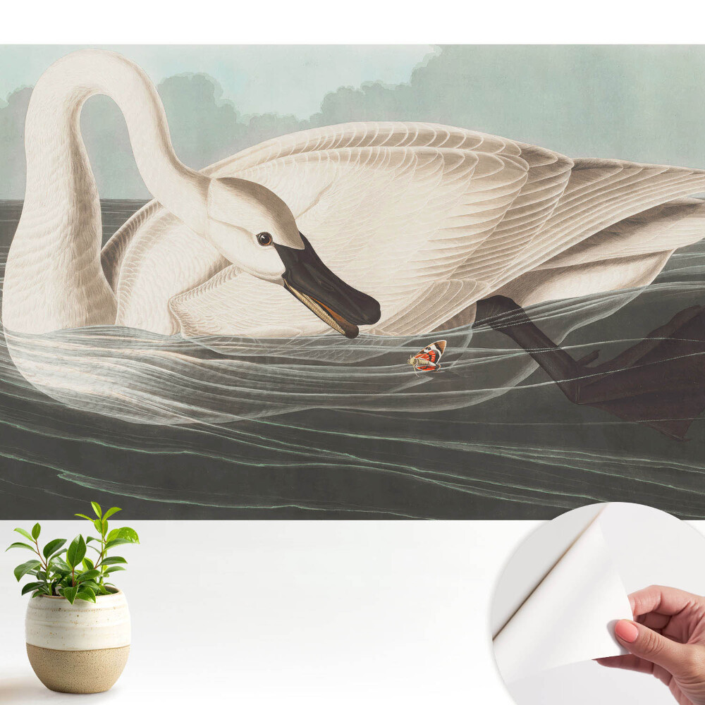 Öntapadó tapéta Egy hattyú a víz felszínén