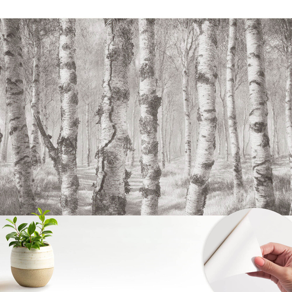 Modern tapéta Nyírfák egy klasszikus erdőben