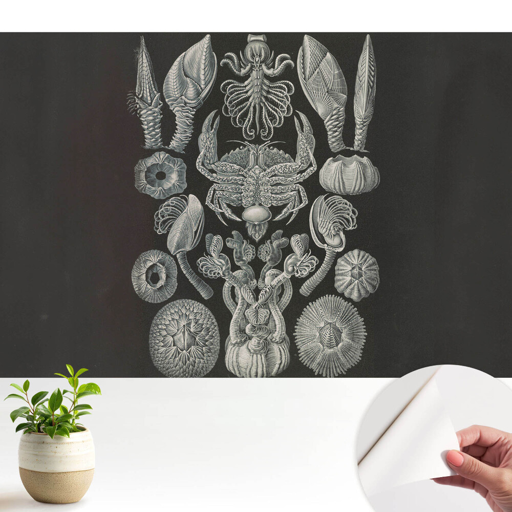 Öntapadós tapéta falra Tengeri élőlények művészi gravírozása