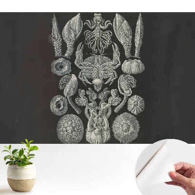 Öntapadós tapéta falra Tengeri élőlények művészi gravírozása