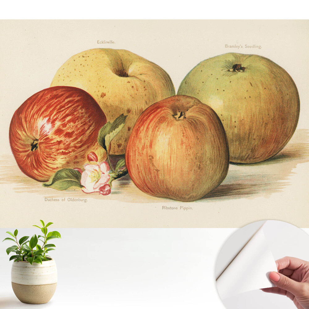 Dekor tapéta Négy alma almavirág klasszikus stílusban