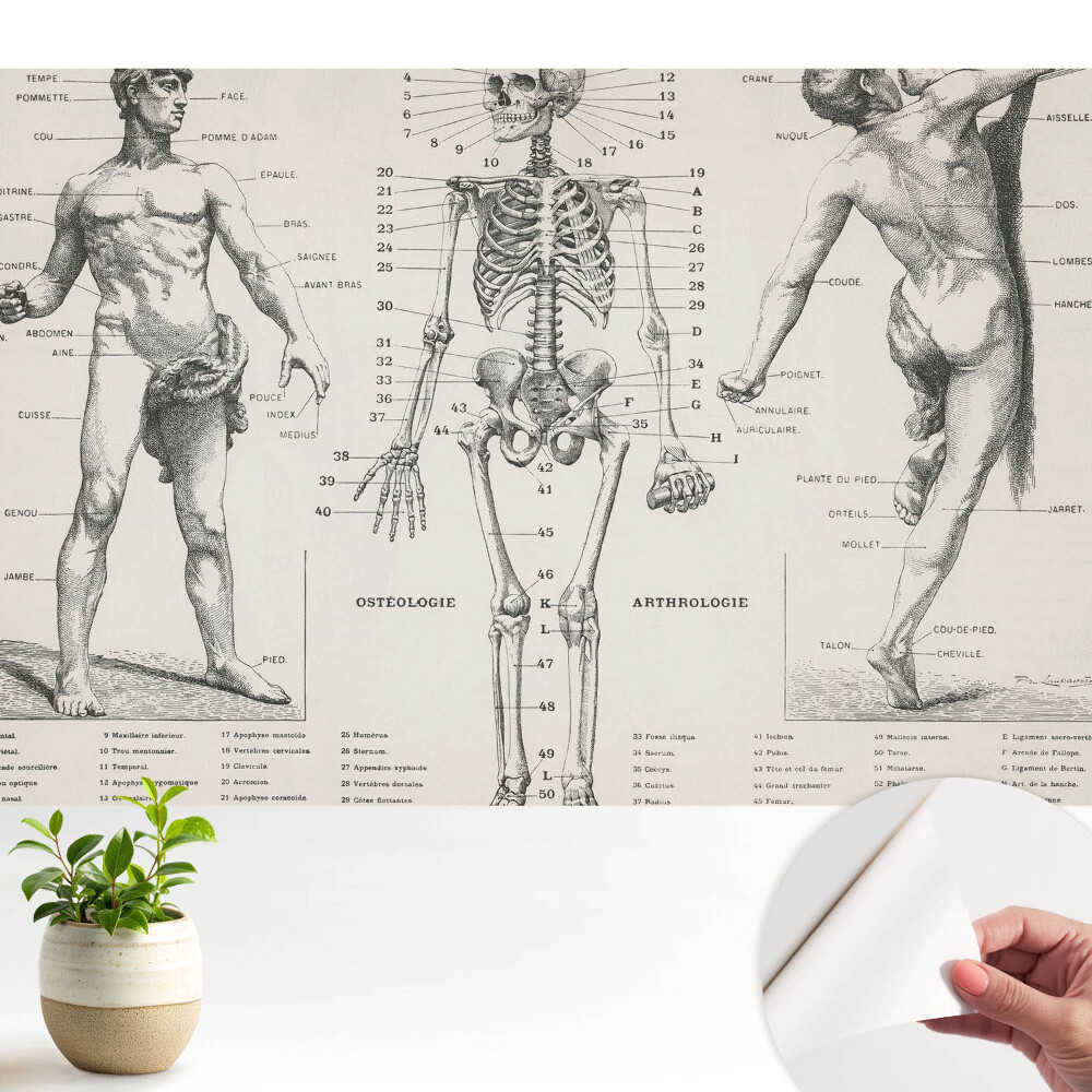 Tapéta Anatómiai illusztrációk retró stílusban