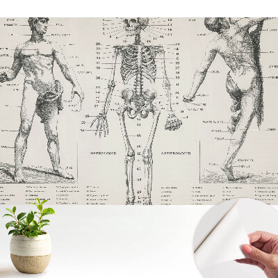 Tapéta Anatómiai illusztrációk retró stílusban