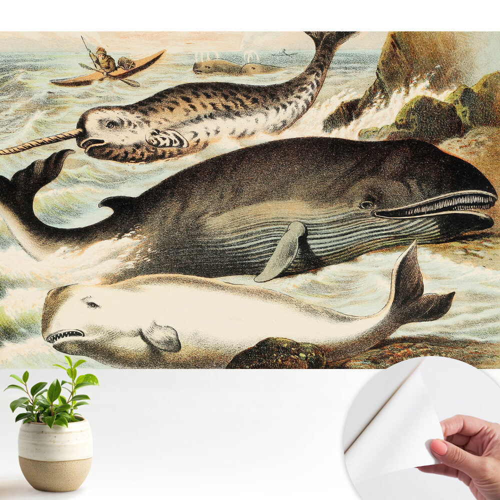 Öntapadós tapéta Klasszikus cetfélék illusztrációja narvállal