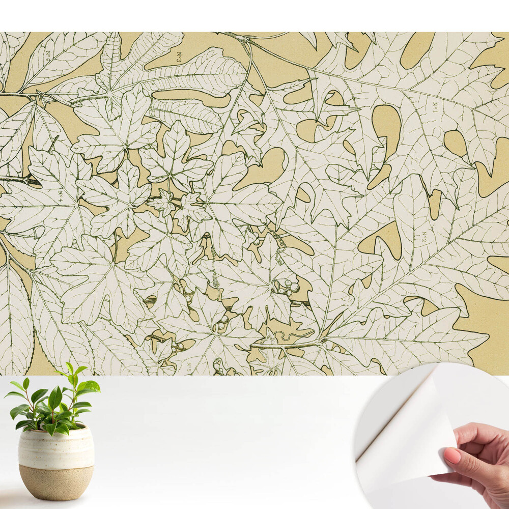 Tapéta Botanikai rajz falevelekről