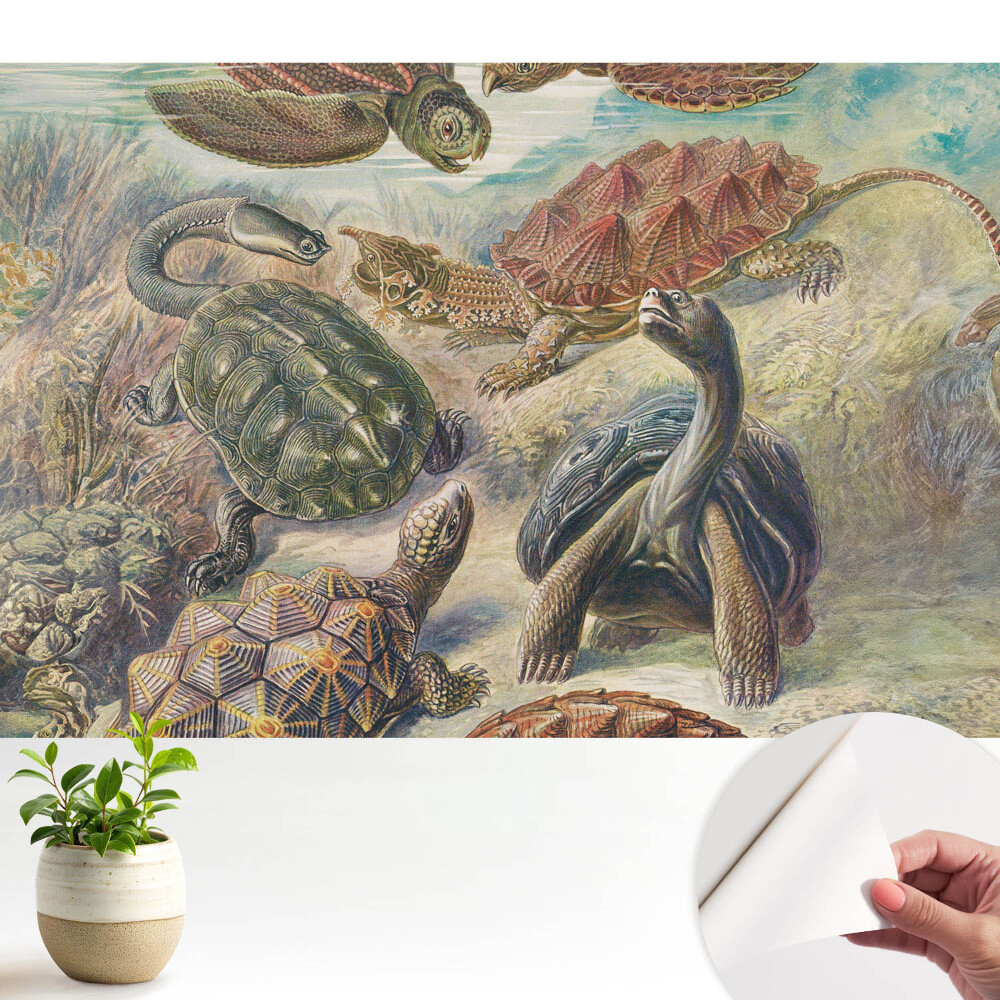 Dekor tapéta Különböző teknősök vízi tájban
