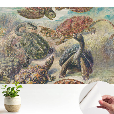 Dekor tapéta Különböző teknősök vízi tájban