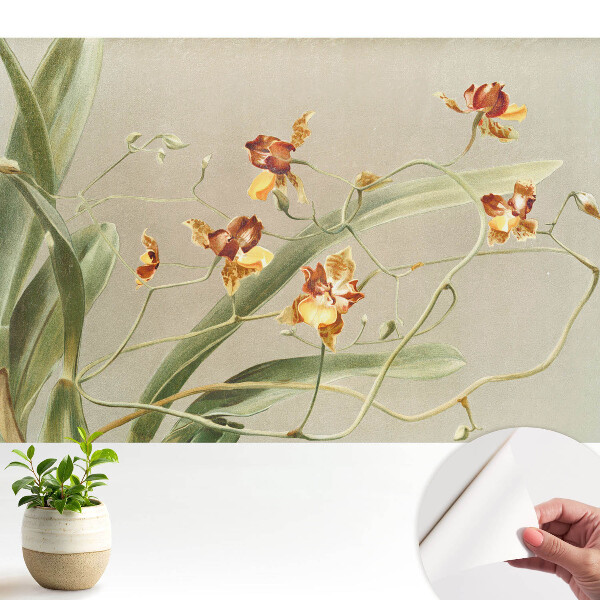 Öntapadó tapéta Gyönyörű orchideák szürke háttéren