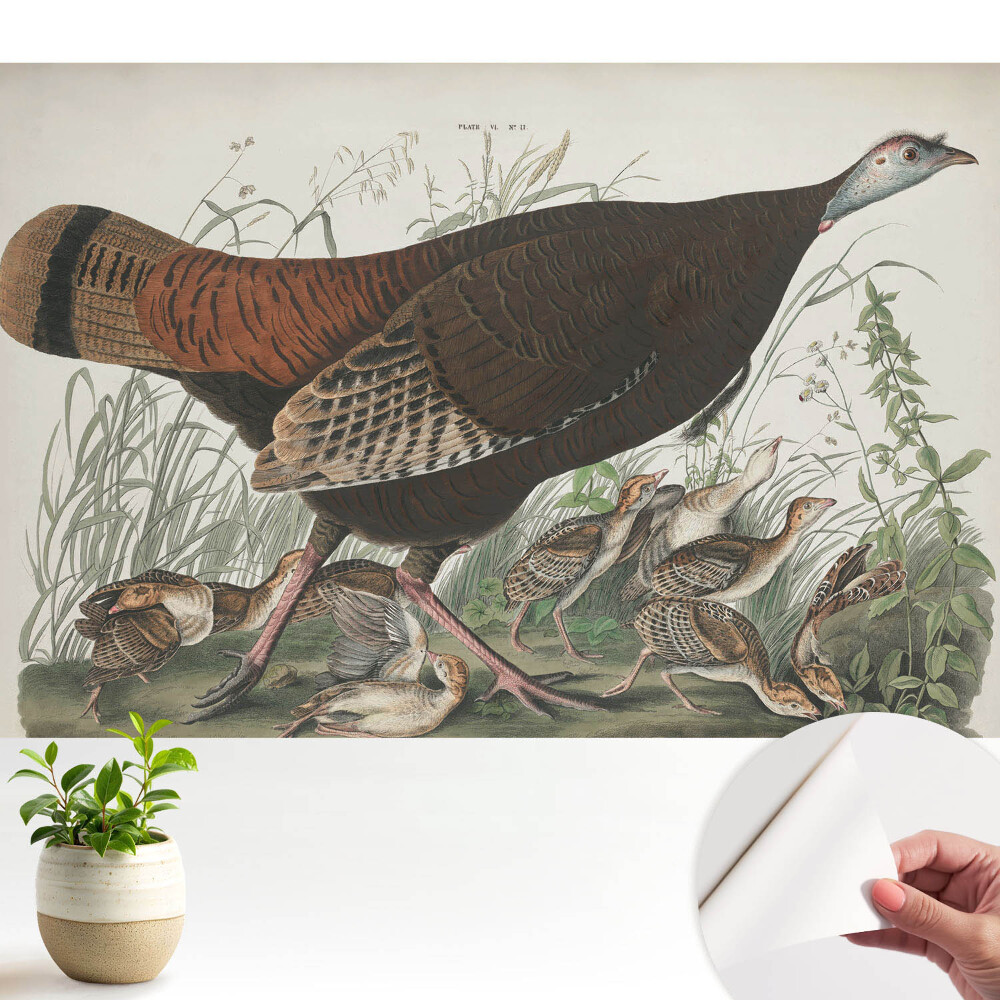 Öntapadós tapéta falra Vad pulyka természetes illusztráció