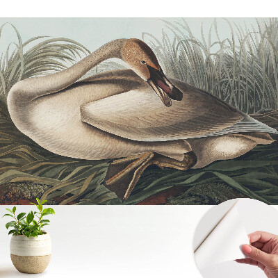 Öntapadó tapéta Klasszikus hattyú növényekkel a háttérben