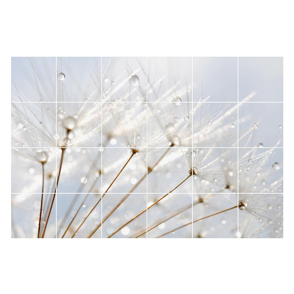 Öntapadós csempe matrica Cseppek a pitypang pelyhén