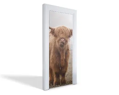 Naklejka na drzwi samoprzylepna Szkocka krowa Highland