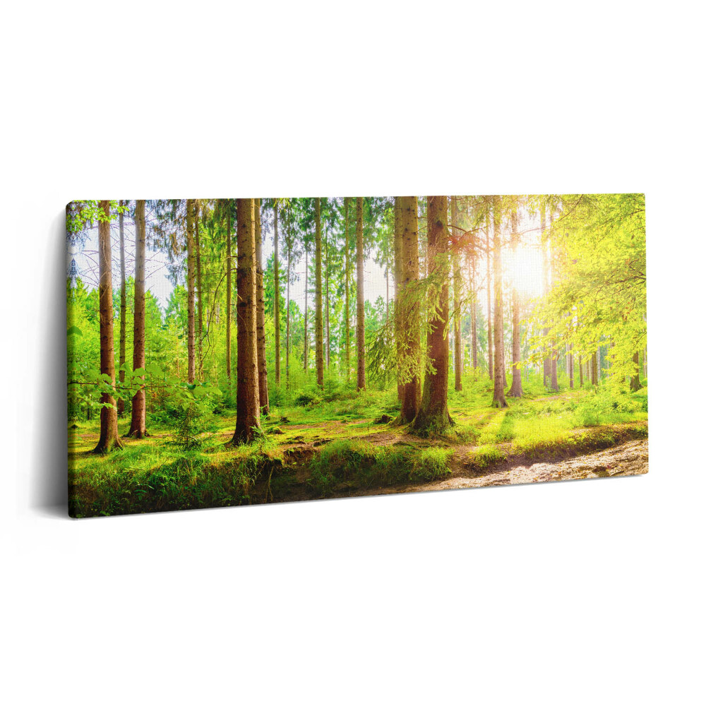 Vászonfotó 100x50 Erdő a napfényben