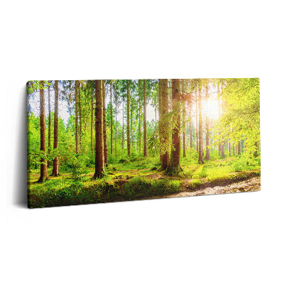 Vászonfotó 100x50 Erdő a napfényben