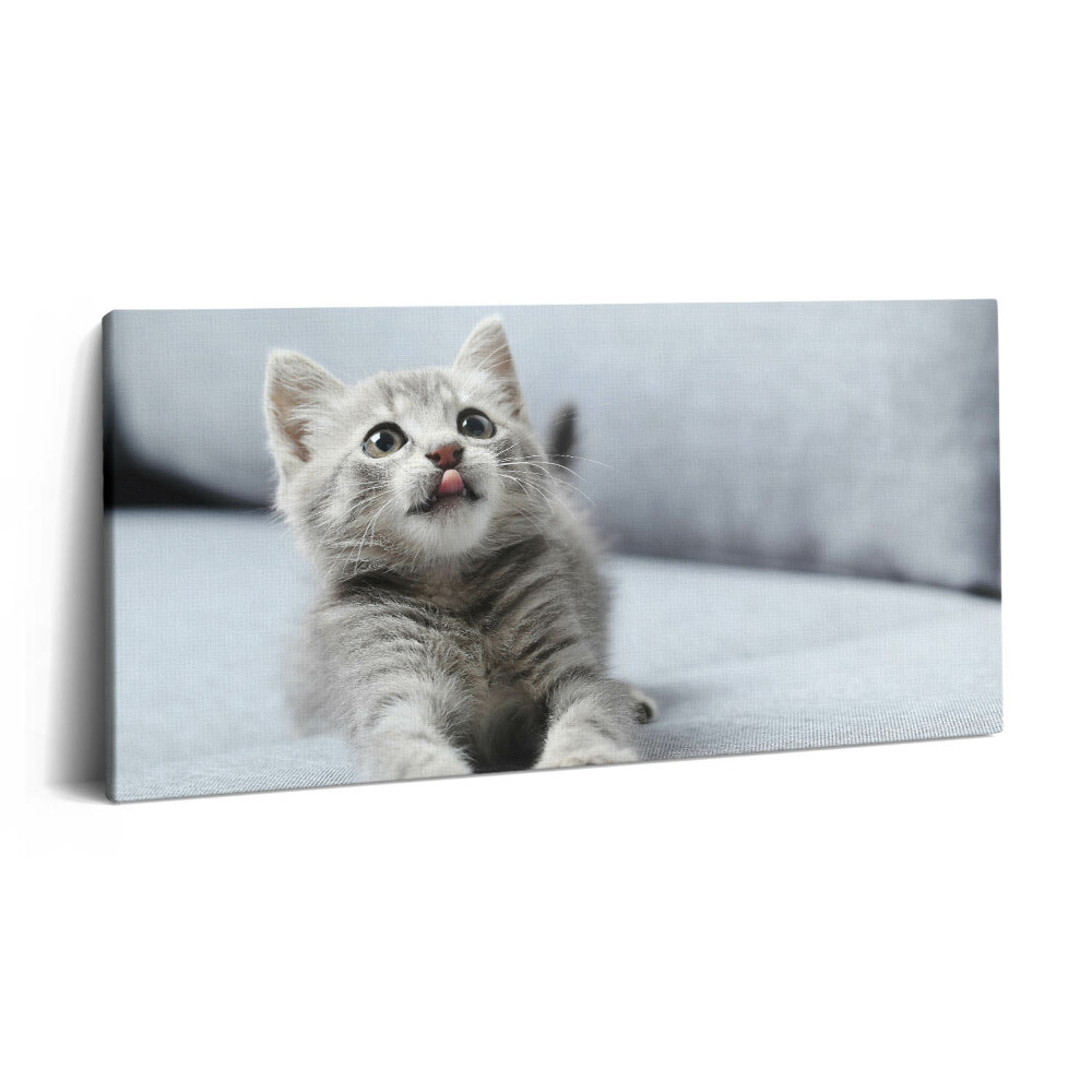 Vászonfotó 100x50 Aranyos cica egy kanapén