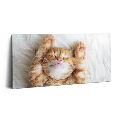 Vászonfotó 100x50 Alvó cica