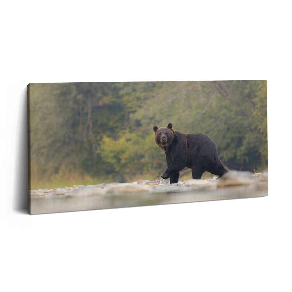 Vászonfotó 100x50 Medve a Bieszczady-hegységben