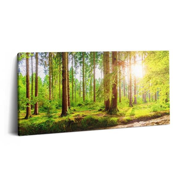 Vászonkép nyomtatás 120x60 Erdő a napfényben