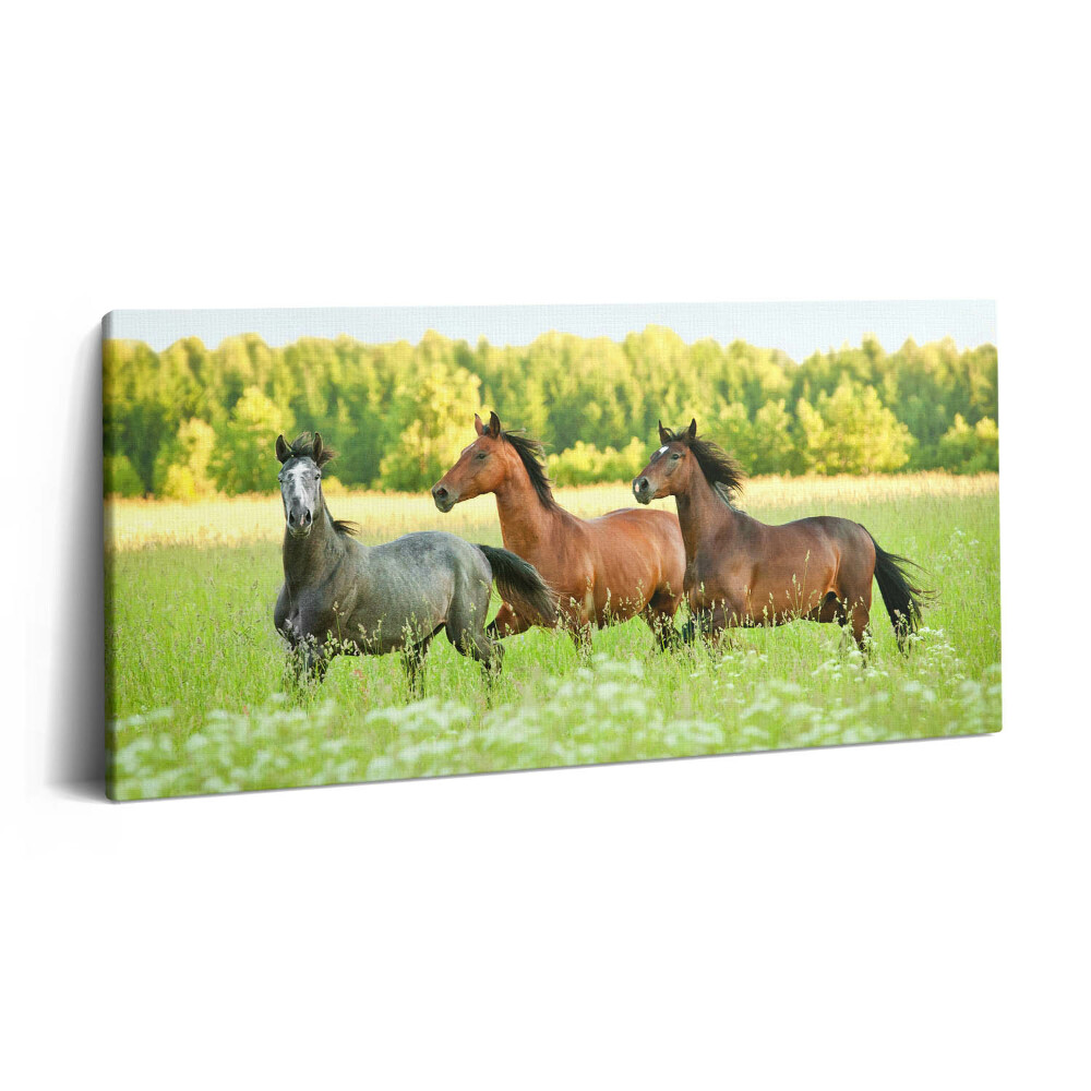 Vászonkép nyomtatás 120x60 Ménesek a réten