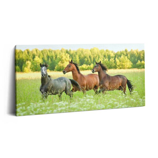 Vászonkép nyomtatás 120x60 Ménesek a réten