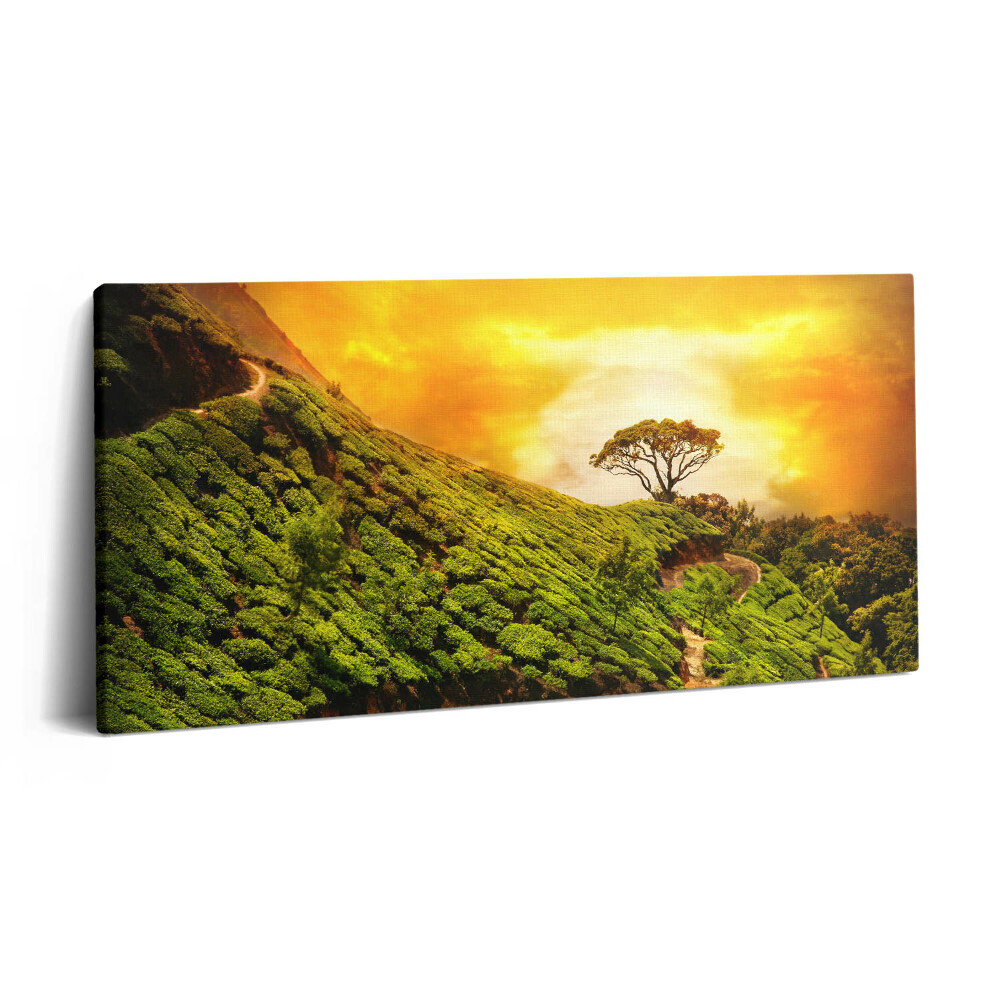 Vászonkép nyomtatás 120x60 Tea domb