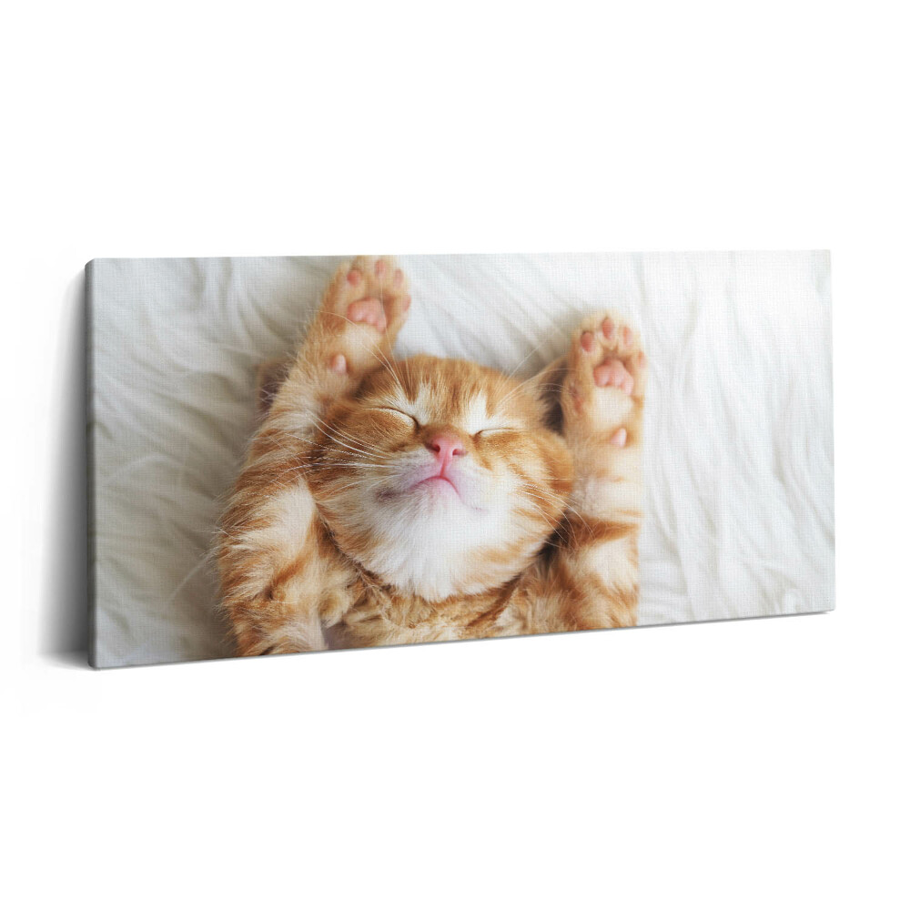 Vászonkép nyomtatás 120x60 Alvó cica