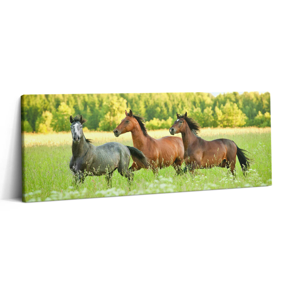 Canvas kép 125x50 Ménesek a réten