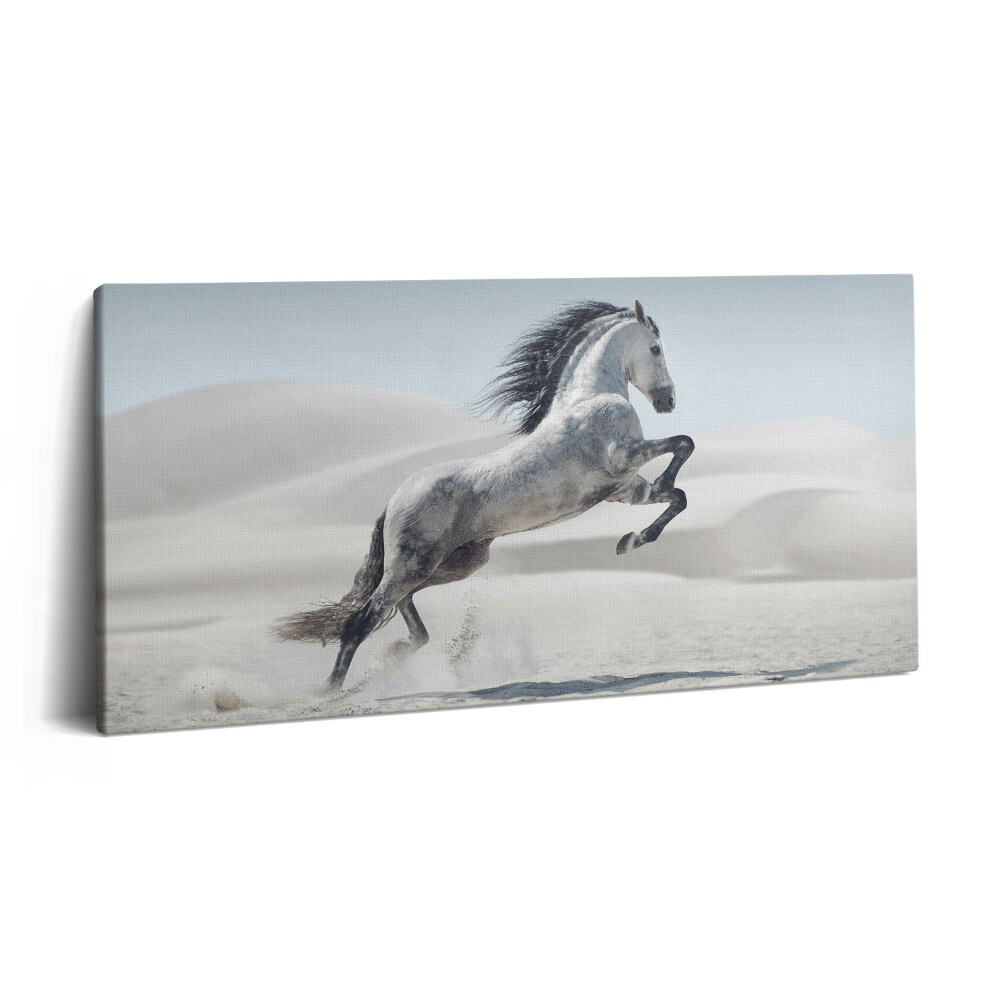 Vászonkép 140x70 Galoppozó fehér ló