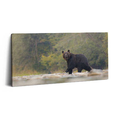 Vászonkép 140x70 Medve a Bieszczady-hegységben