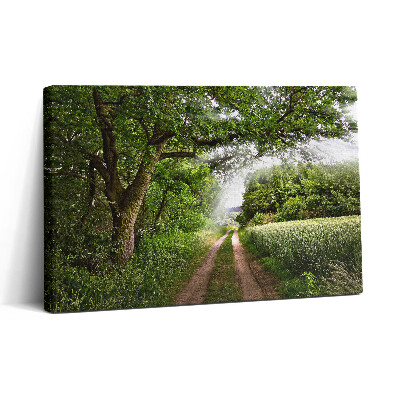 Vászonkép nyomtatás 30x20 Ösvényfák és napsütés