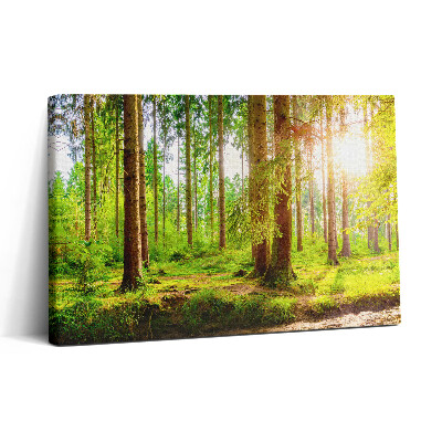 Vászonkép nyomtatás 30x20 Erdő a napfényben