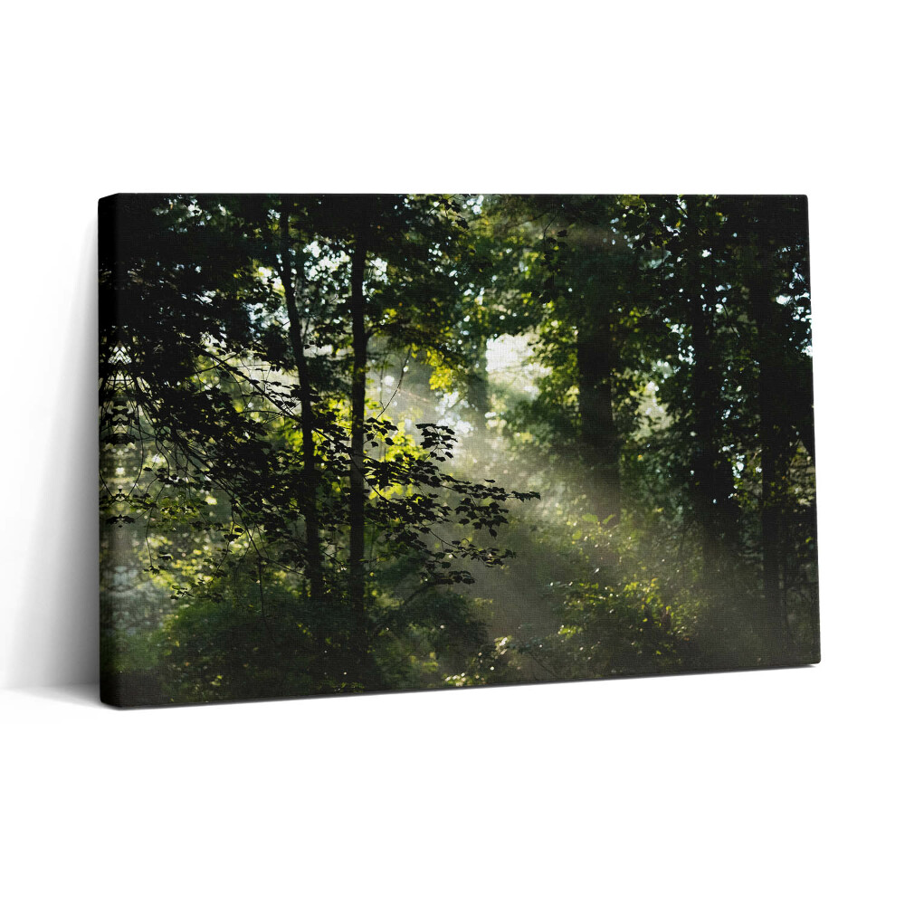 Vászonkép nyomtatás 30x20 Napsugarak és fák