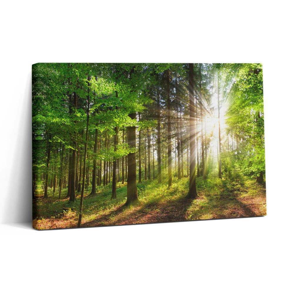 Vászonkép nyomtatás 30x20 Erdő és napfelkelte