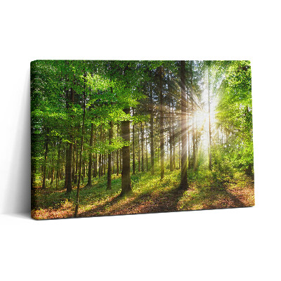 Vászonkép nyomtatás 30x20 Erdő és napfelkelte