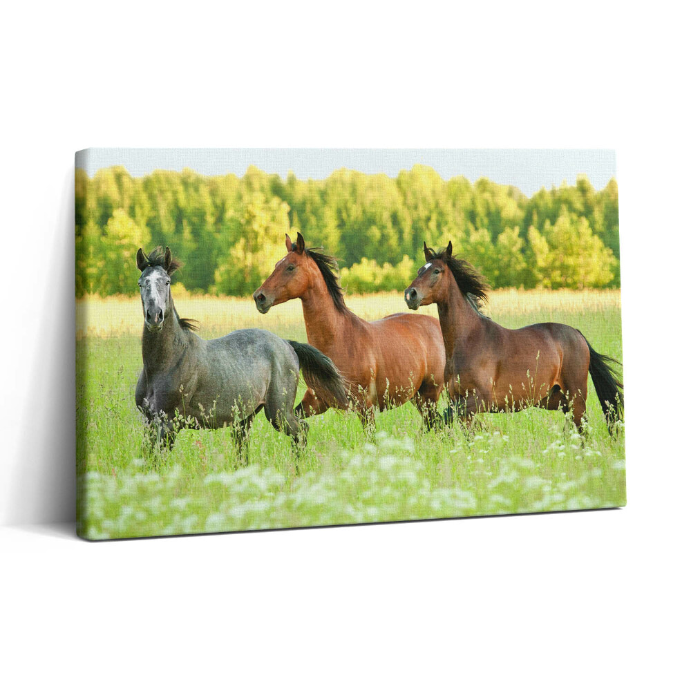 Vászonkép nyomtatás 30x20 Ménesek a réten