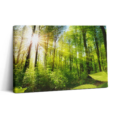 Vászonkép nyomtatás 30x20 Napsütés az erdőben