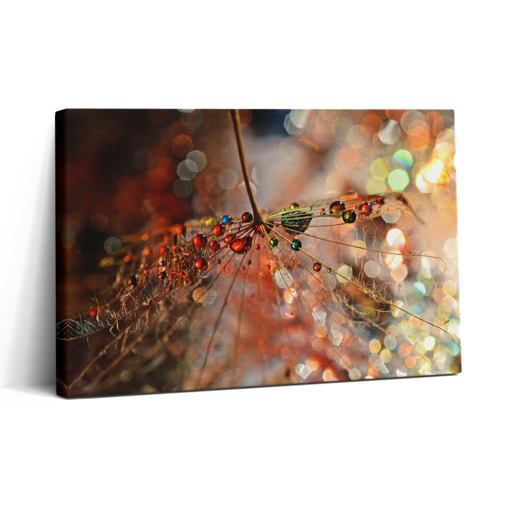 Vászonkép nyomtatás 30x20 Pitypang és harmat