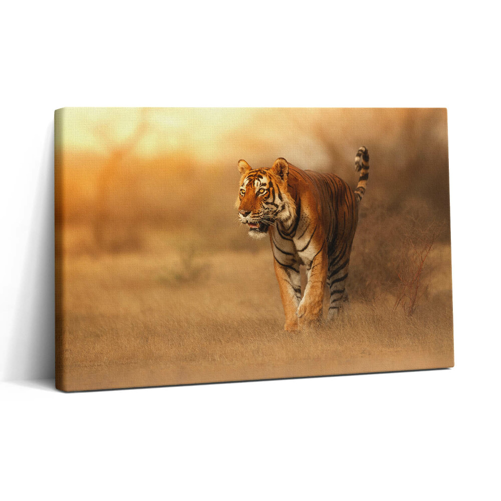 Vászonkép nyomtatás 30x20 Vad tigris vadászaton