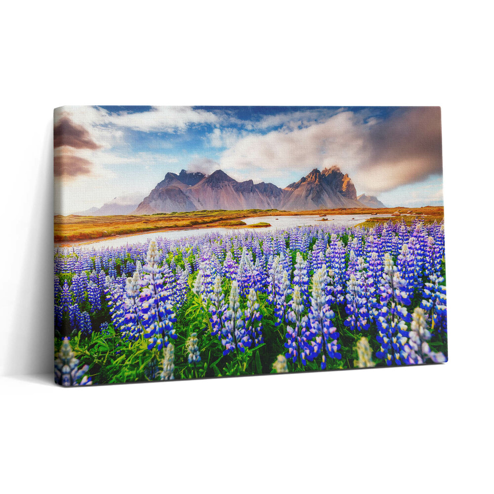 Vászonkép nyomtatás 30x20 Varázslatos csillagfürt virágok