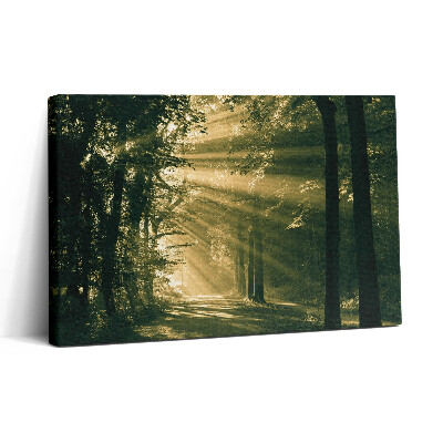 Vászonkép nyomtatás 30x20 Napsütés az erdőben