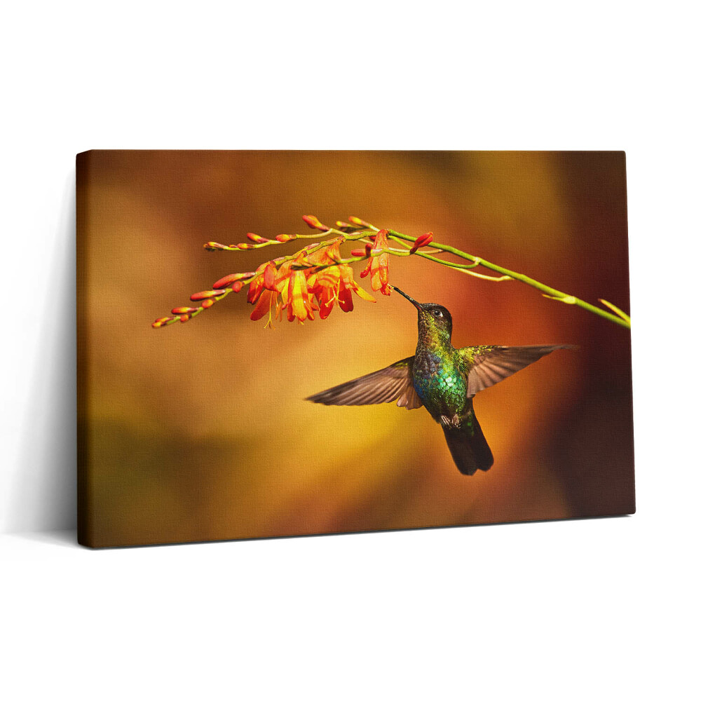 Vászonkép nyomtatás 30x20 Kolibri