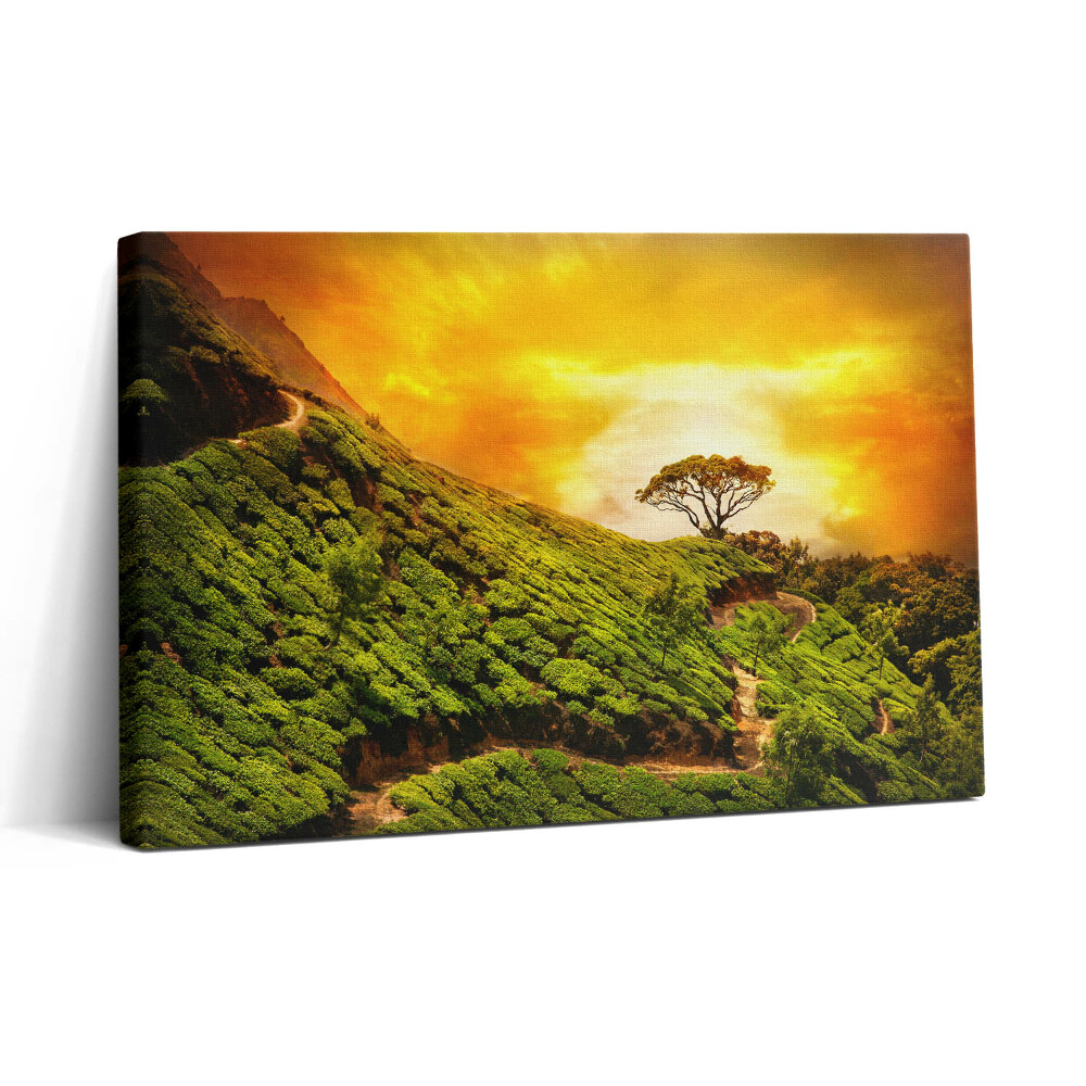 Vászonkép nyomtatás 30x20 Tea domb