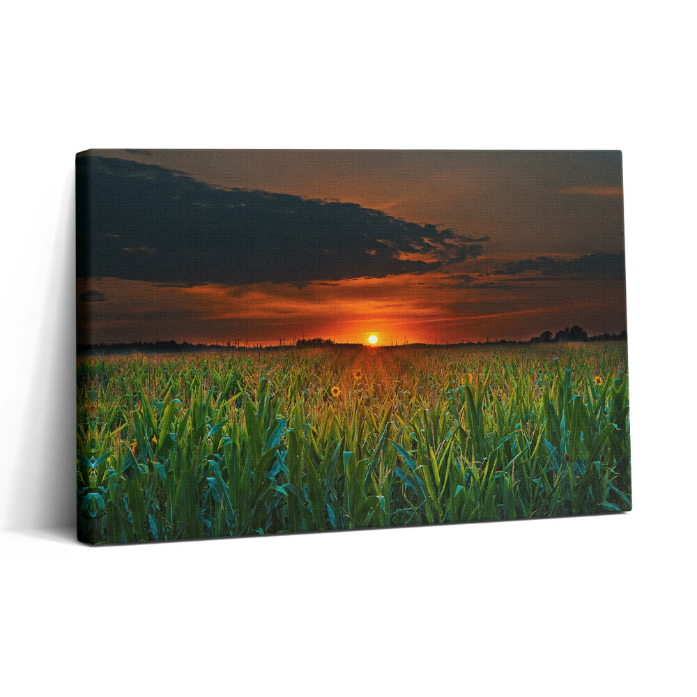 Vászonkép nyomtatás 30x20 Napraforgó a réten