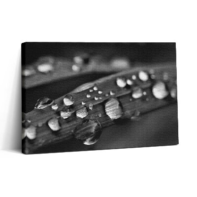 Vászonkép nyomtatás 30x20 Rózsalevél Fekete-fehér