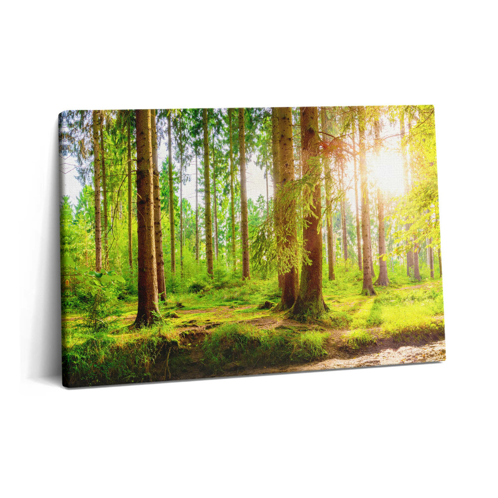 Canvas kép 60x40 Erdő a napfényben