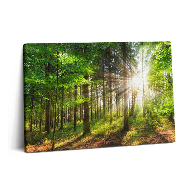 Canvas kép 60x40 Erdő és napfelkelte