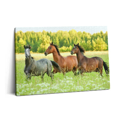 Canvas kép 60x40 Ménesek a réten