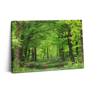 Canvas kép 60x40 Erdei út a fák alatt