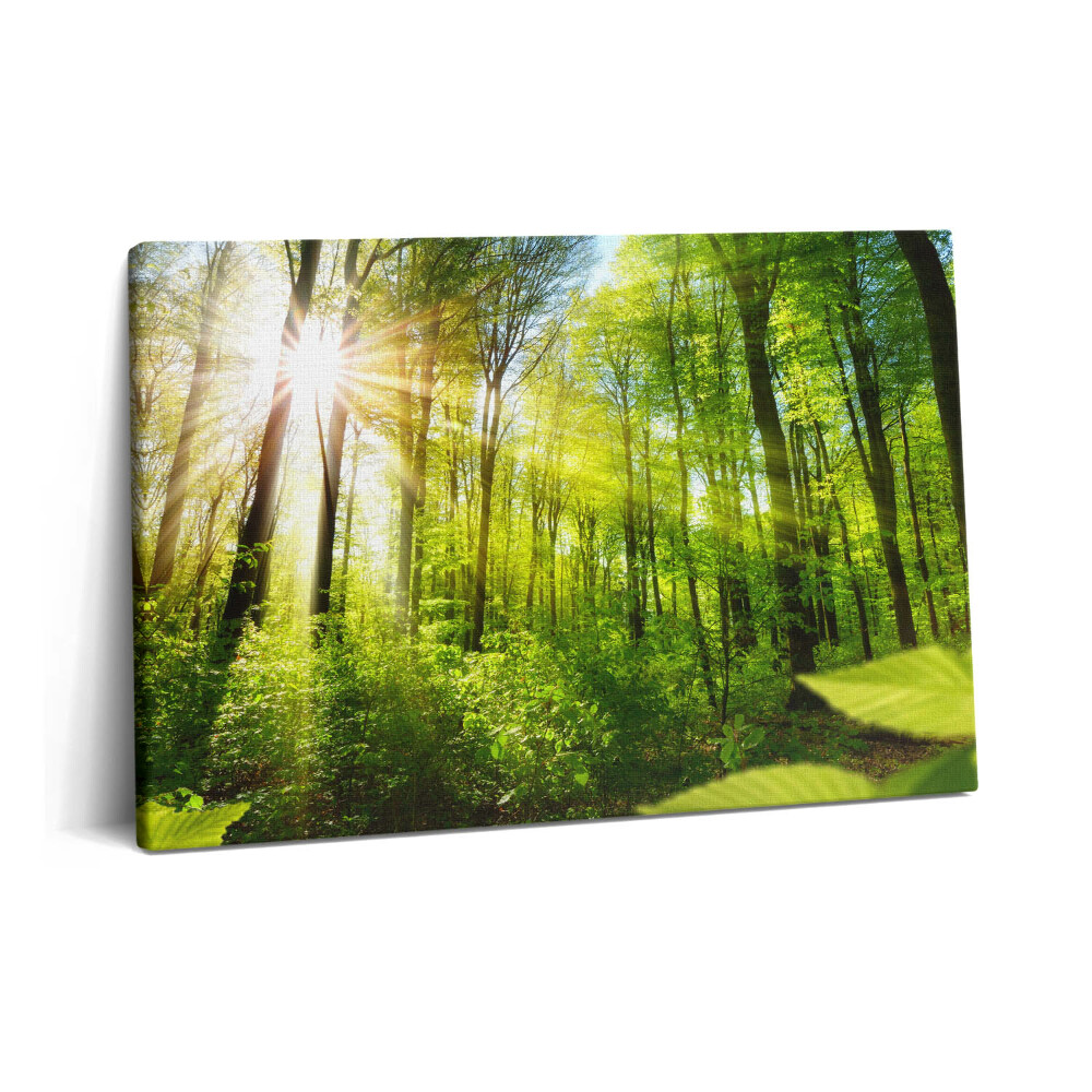 Canvas kép 60x40 Napsütés az erdőben