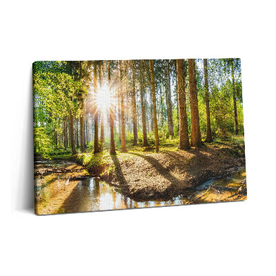 Canvas kép 60x40 Nap a fák mögött az erdőben